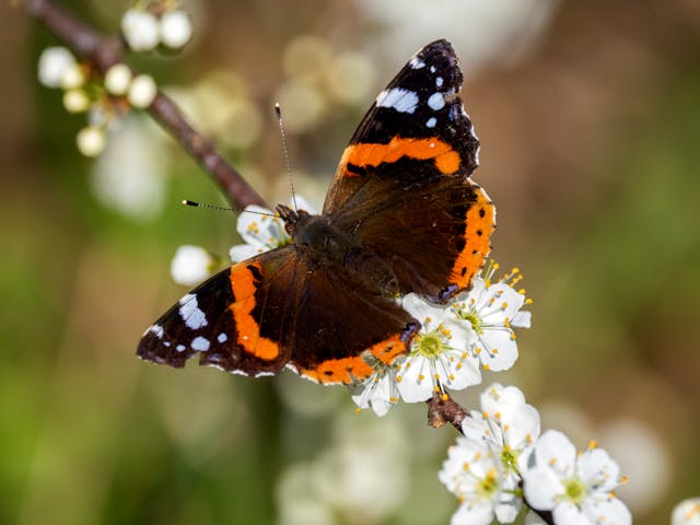 how to plant a butterfly garden, best plants for a butterfly garden, butterfly garden planting guide, monarch butterfly host plants, how to attract monarch butterflies, creating a butterfly habitat, butterfly garden for beginners, butterfly friendly garden plants, butterfly garden design plans, host plants for butterflies, butterfly garden layout ideas, nectar plants for butterflies, native plants for a butterfly garden, best butterfly garden flowers, perennial plants for a butterfly garden, butterfly garden care and maintenance, butterfly garden in a small space, butterfly garden without pesticides, how to create a pollinator garden, DIY butterfly garden kit