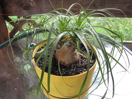 best pet friendly houseplants for cats, safe houseplants for dogs and cats, non toxic indoor plants for pets, list of cat safe indoor plants, dog friendly plants for a home, toxic vs non toxic houseplants, RSPCA approved houseplants list, easy care pet friendly plants, pet safe succulents and cacti, indoor plants safe for curious pets, low maintenance pet friendly houseplants, ideas for pet friendly hanging plants, how to keep cats from eating houseplants, pet safe plants for small apartments, best air purifying plants that are safe for pets, pet safe flowering indoor plants, non toxic plants for cat owners, safe indoor trees for homes with a dog, pet friendly plants that are hard to kill, pet safe alternatives to toxic houseplants